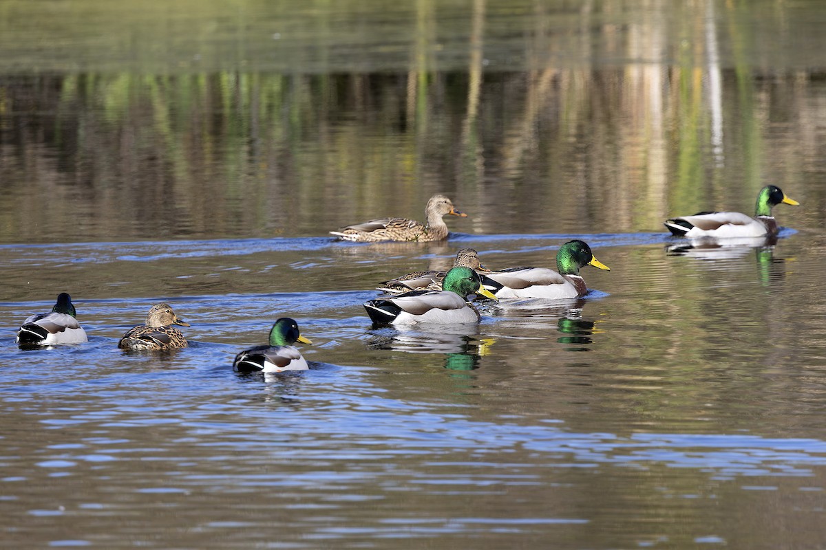 kachna divoká - ML644104941