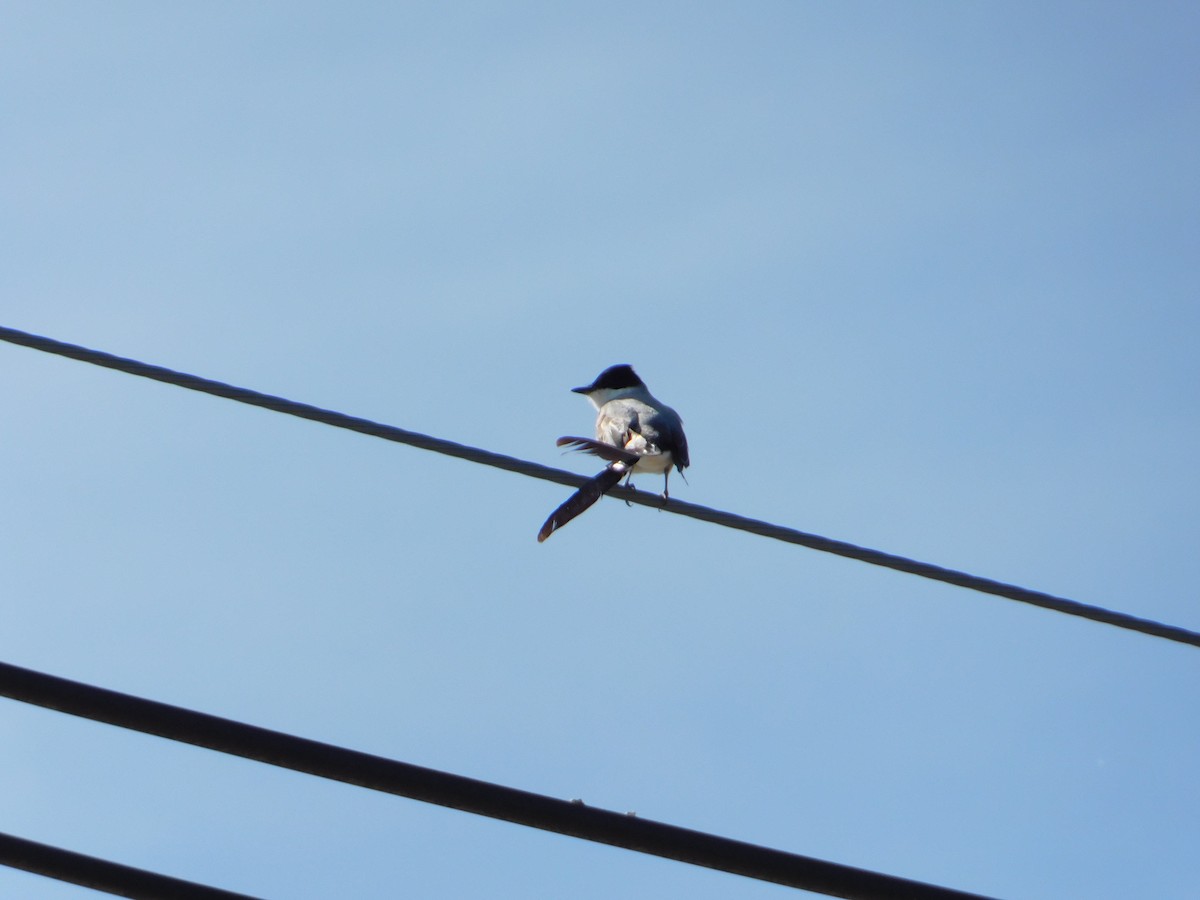 Fork-tailed Flycatcher - ML644104942