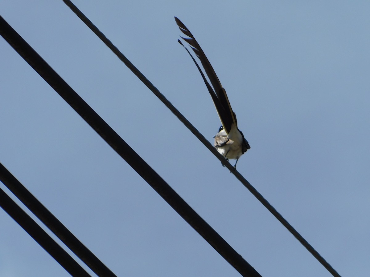 Fork-tailed Flycatcher - ML644104944