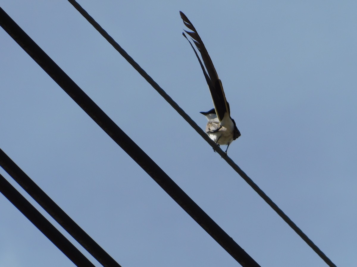 Fork-tailed Flycatcher - ML644104945