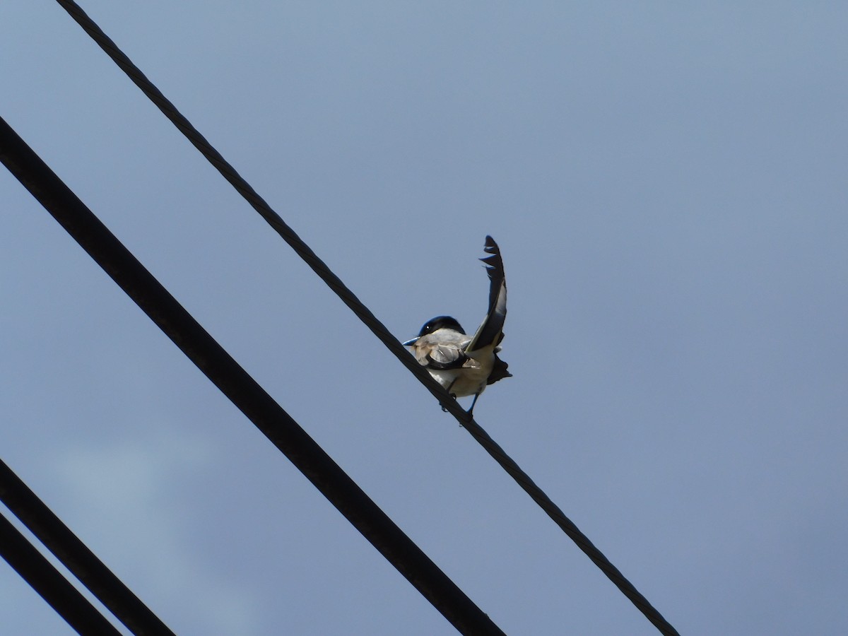 Fork-tailed Flycatcher - ML644104946