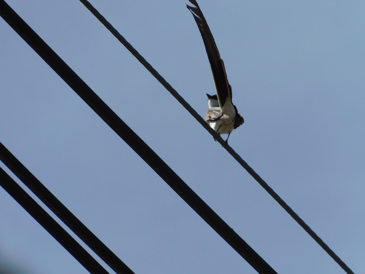 Fork-tailed Flycatcher - ML644104947
