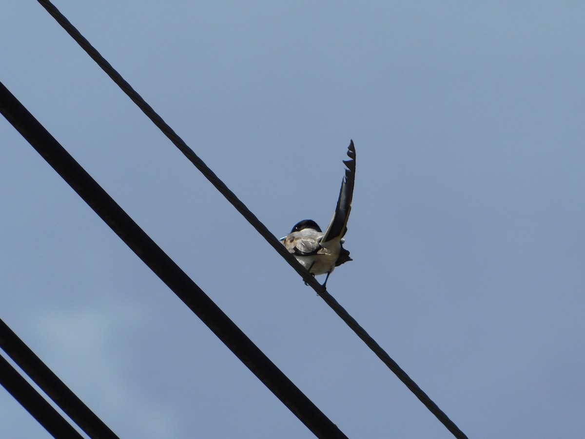 Fork-tailed Flycatcher - ML644104948