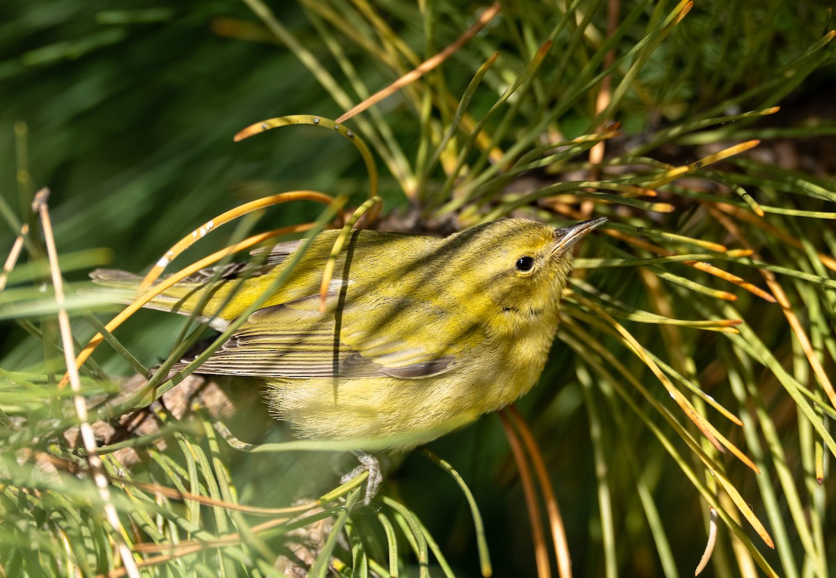 Tennessee Warbler - ML644104949
