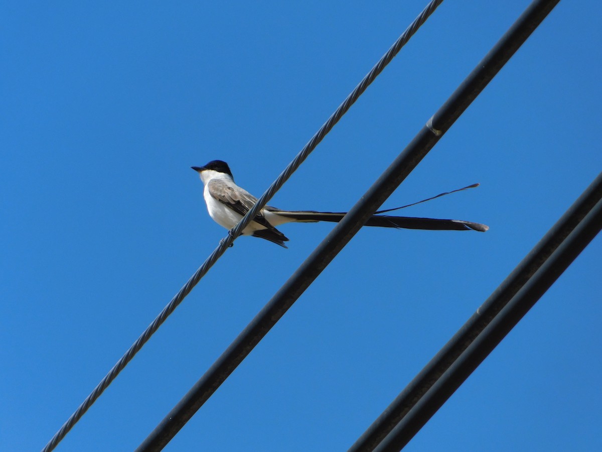 Fork-tailed Flycatcher - ML644104950