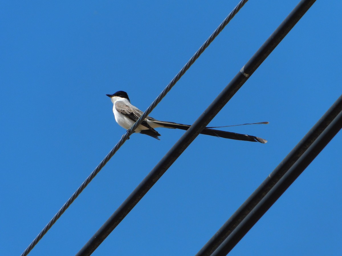 Fork-tailed Flycatcher - ML644104951