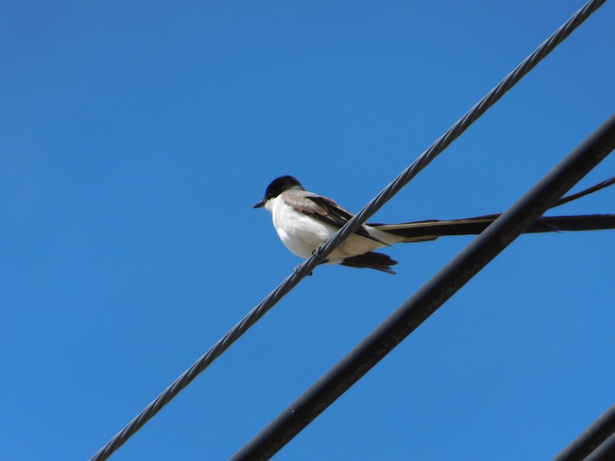 Fork-tailed Flycatcher - ML644104952