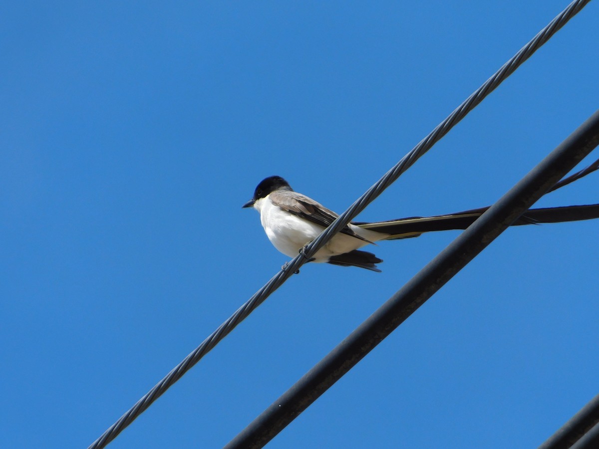 Fork-tailed Flycatcher - ML644104953