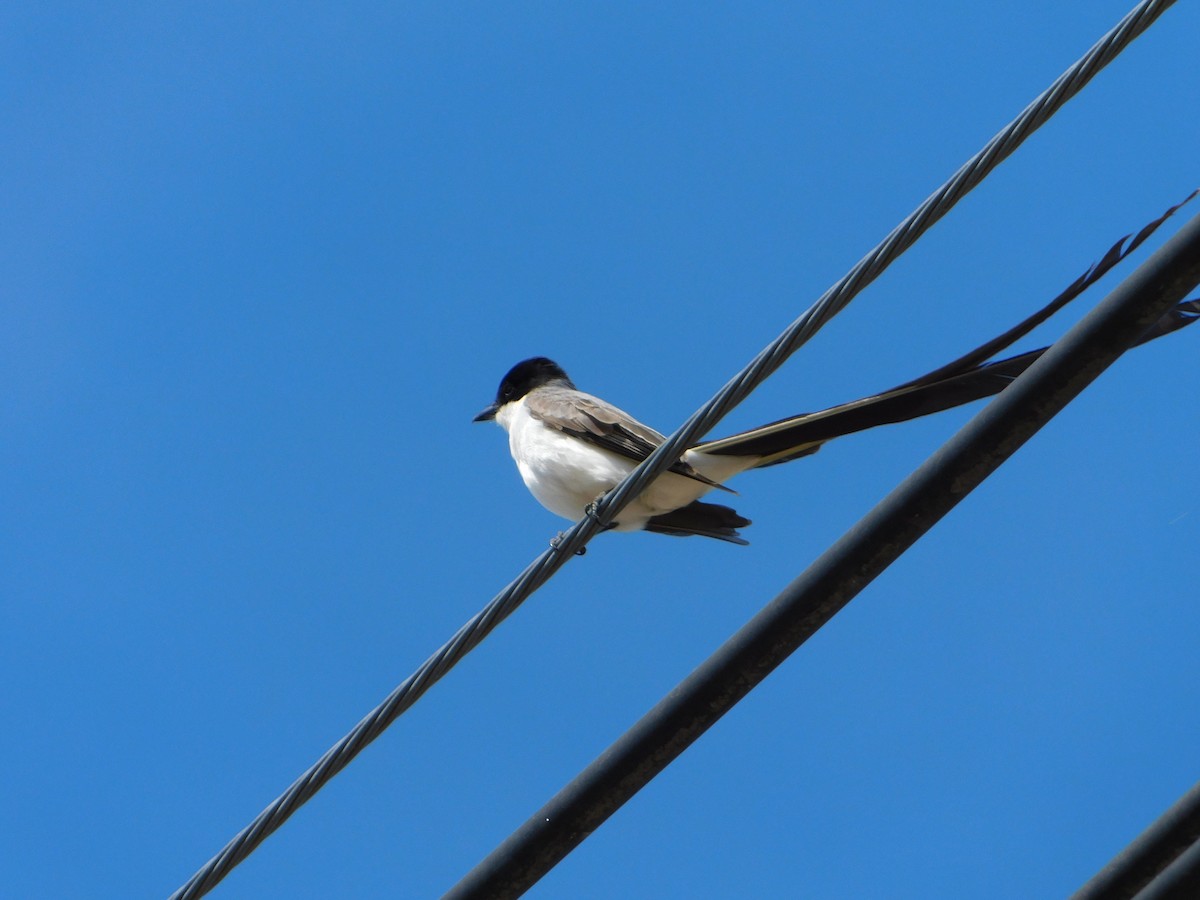 Fork-tailed Flycatcher - ML644104954