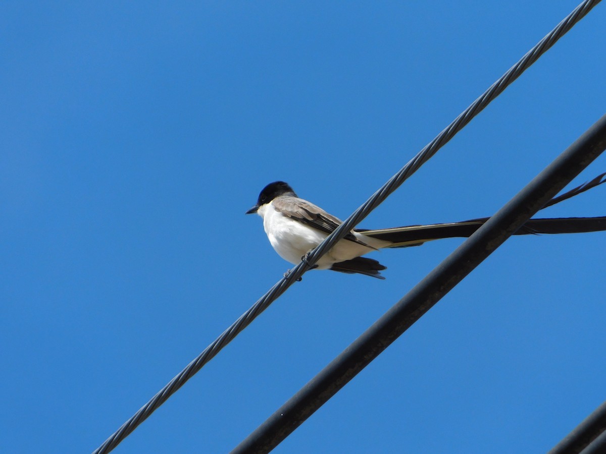 Fork-tailed Flycatcher - ML644104955