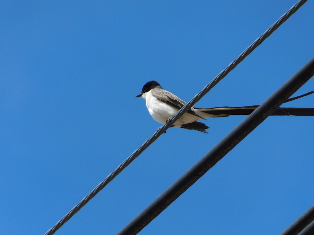 Fork-tailed Flycatcher - ML644104957