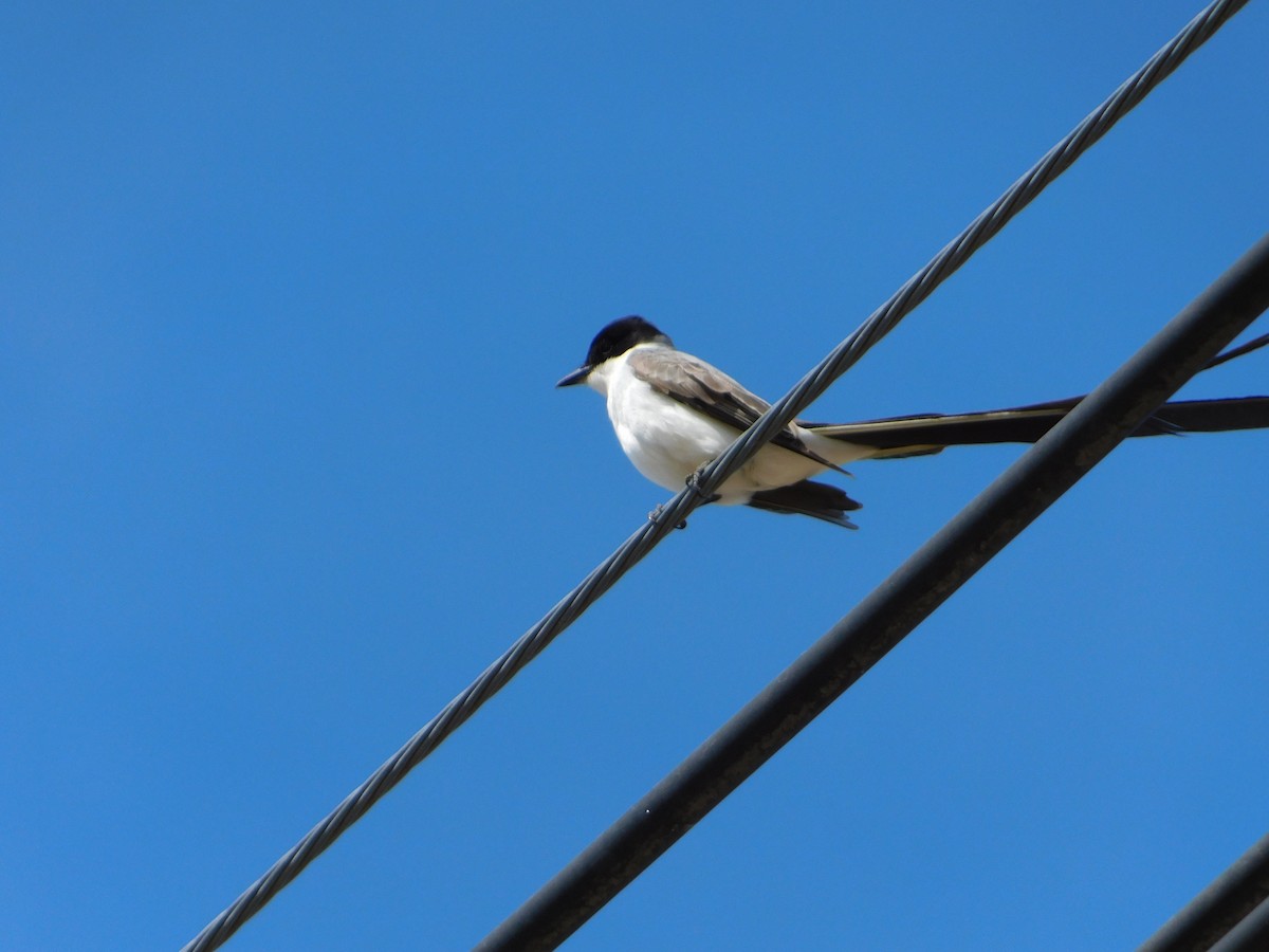 Fork-tailed Flycatcher - ML644104958