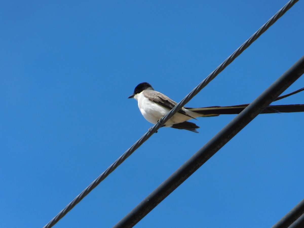 Fork-tailed Flycatcher - ML644104959
