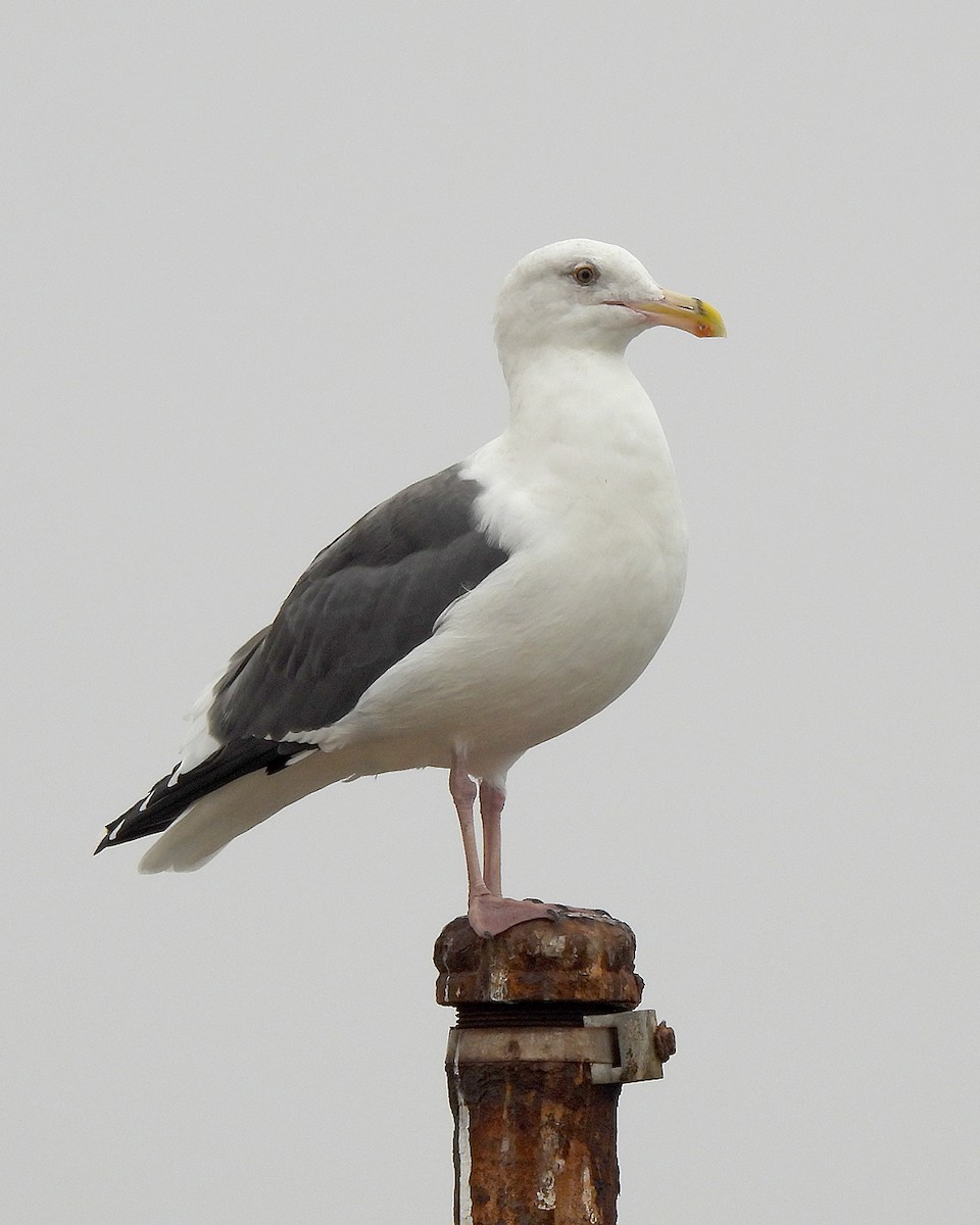 Western Gull - ML644104960