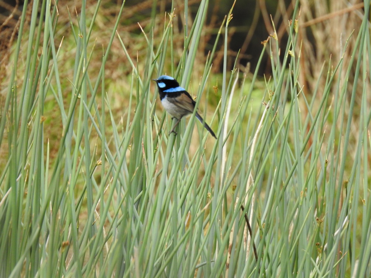 Superb Fairywren - ML644104961