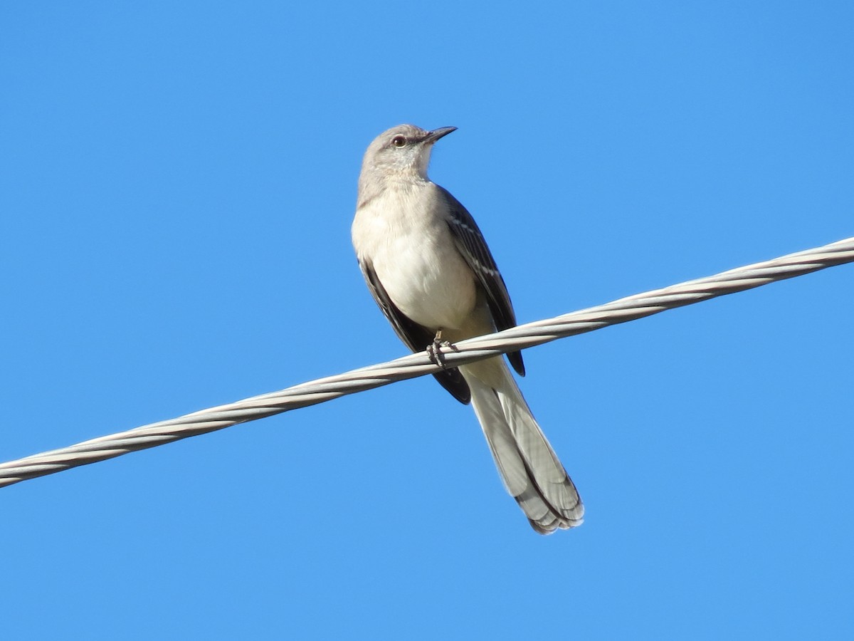 Northern Mockingbird - ML644104962