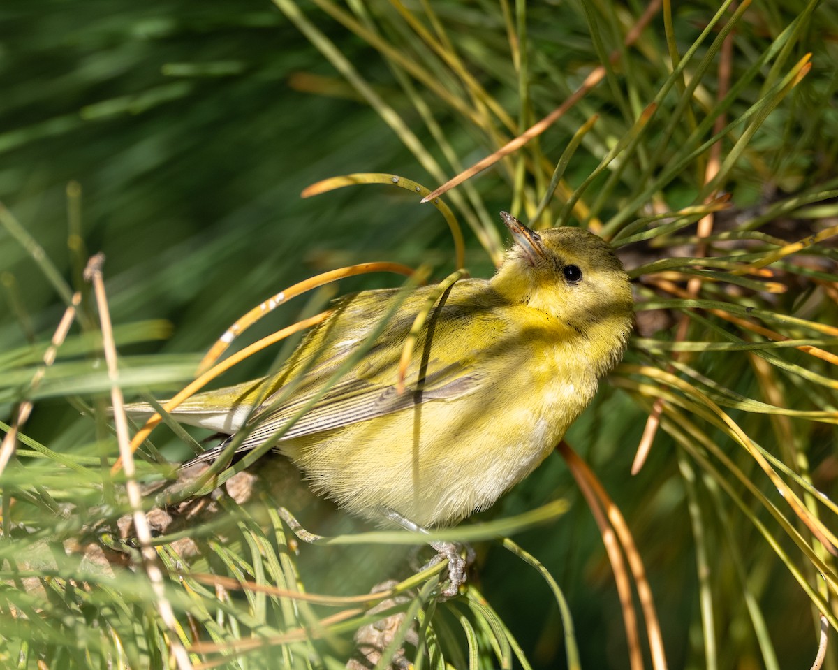 Tennessee Warbler - ML644104963