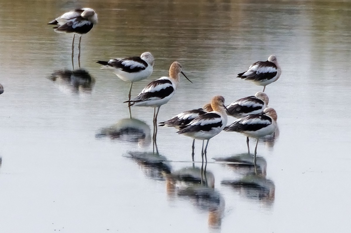 American Avocet - ML644104964