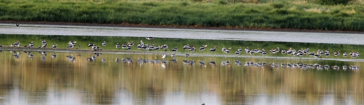 American Avocet - ML644104965