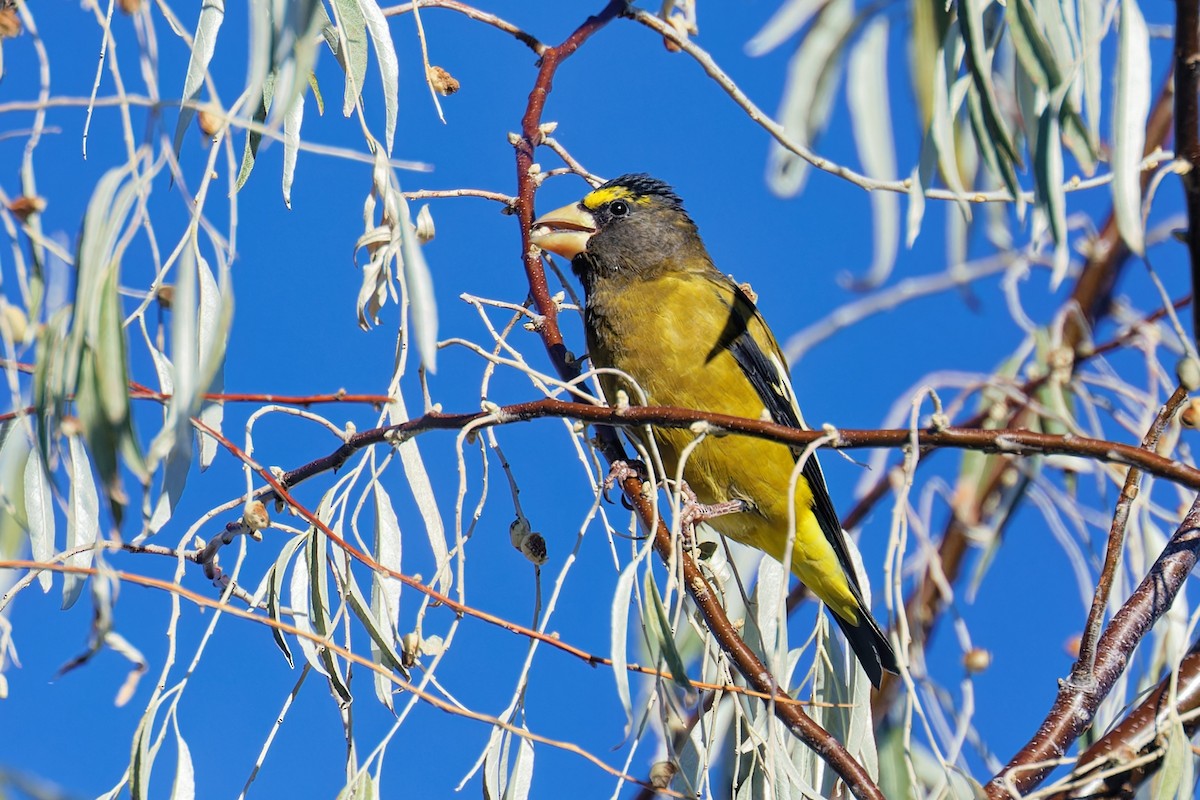 Evening Grosbeak - ML644104966