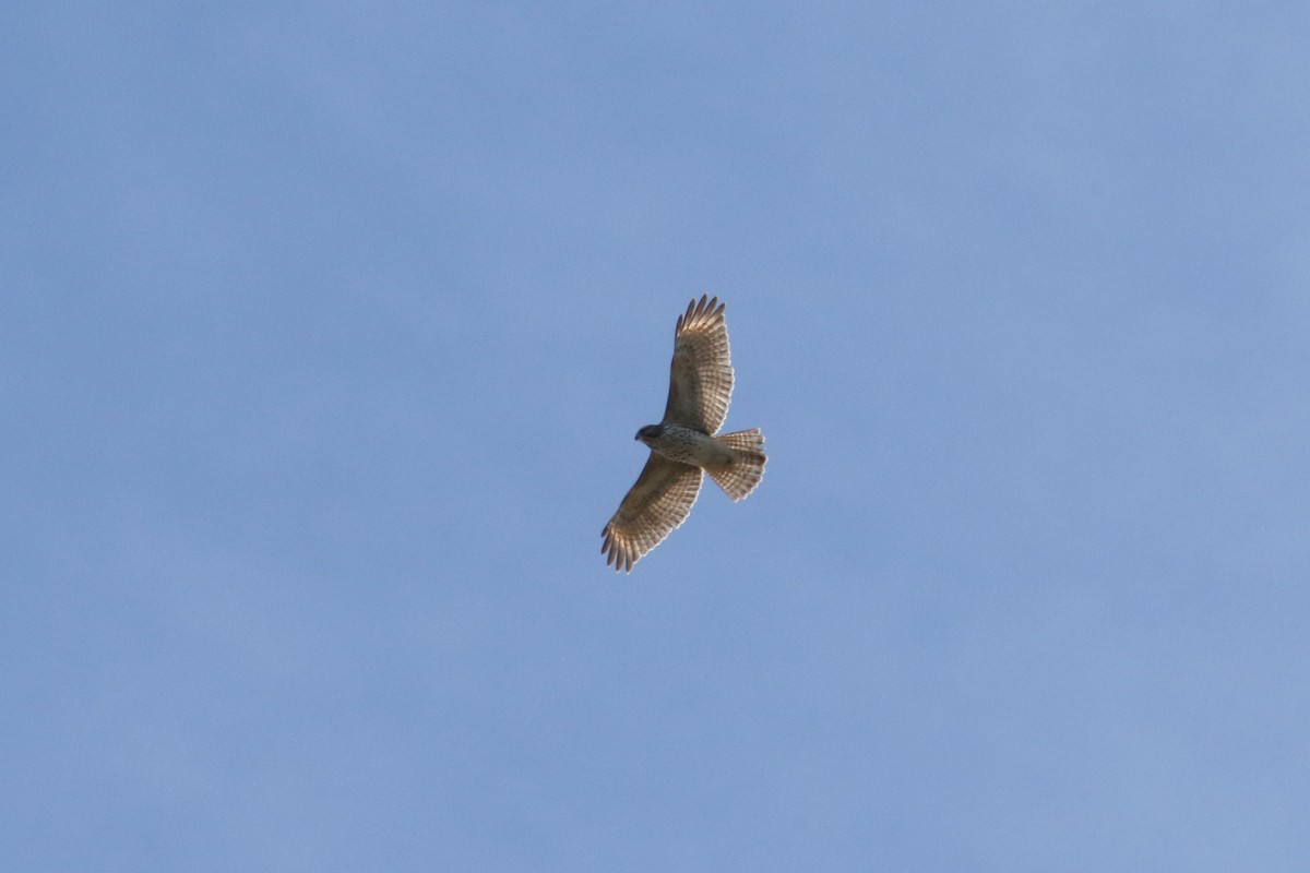 Red-shouldered Hawk - ML644104967