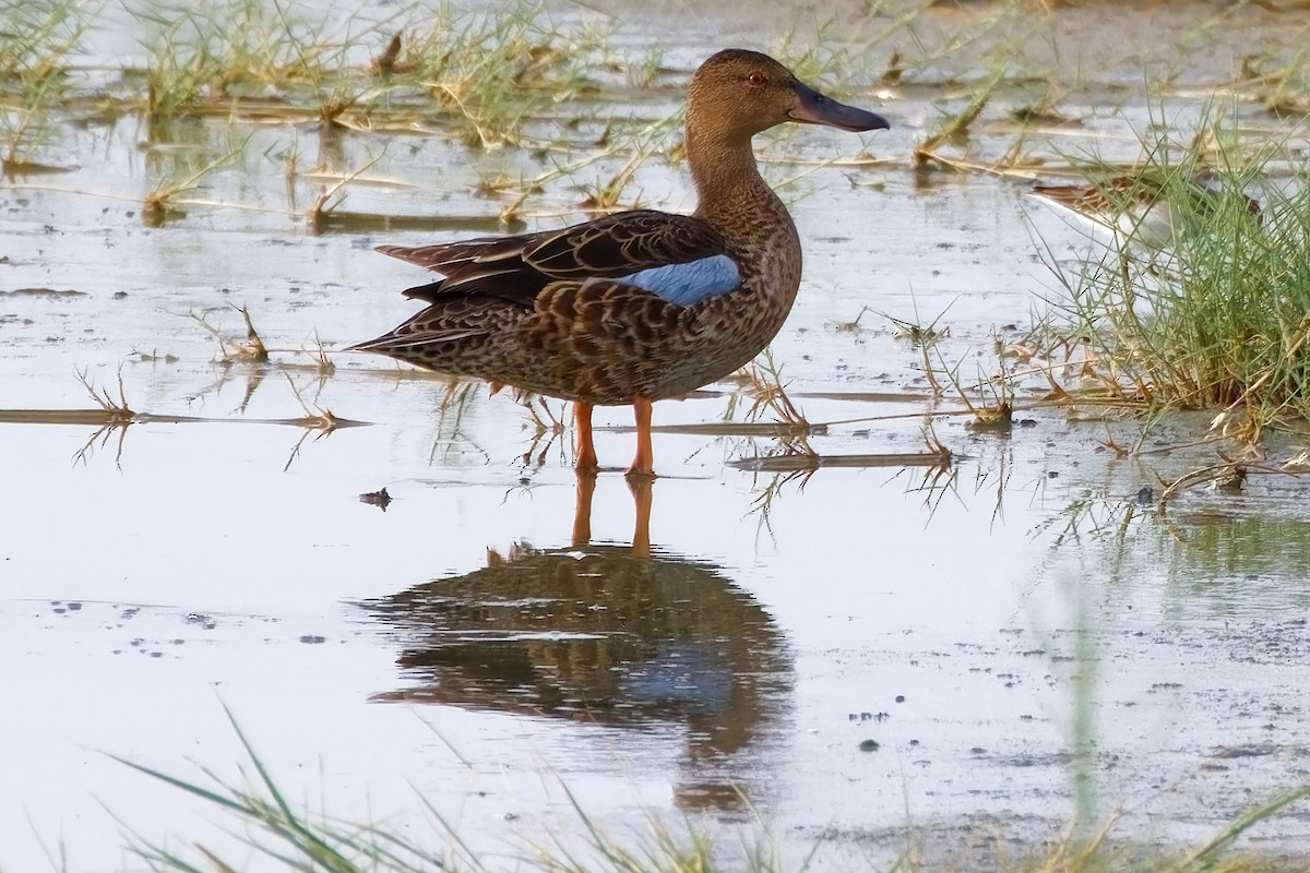 Cinnamon Teal - ML644104968