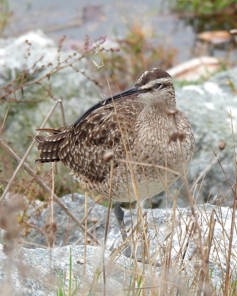 Whimbrel - ML644104969