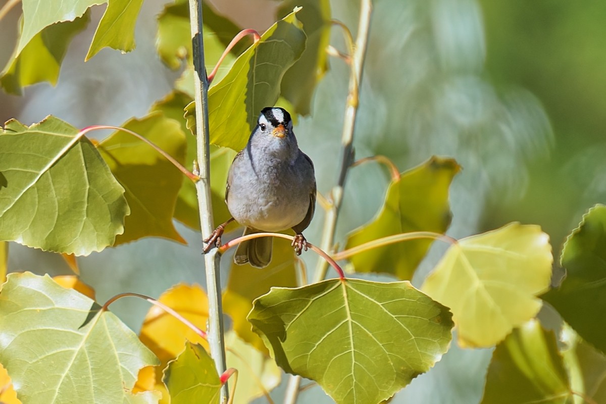 White-crowned Sparrow - ML644104973