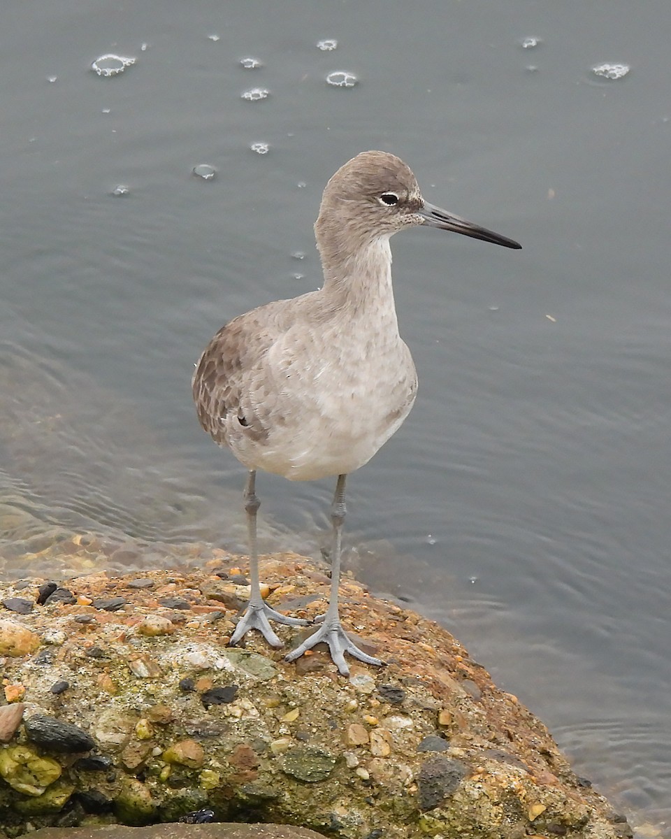 Willet - ML644104974