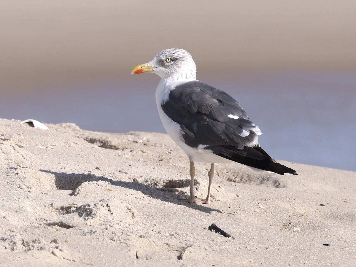 Lesser Black-backed Gull - ML644104975