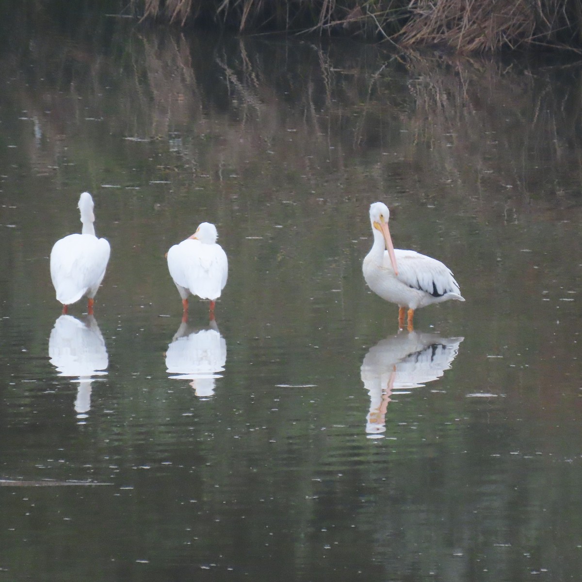 American White Pelican - ML644104976