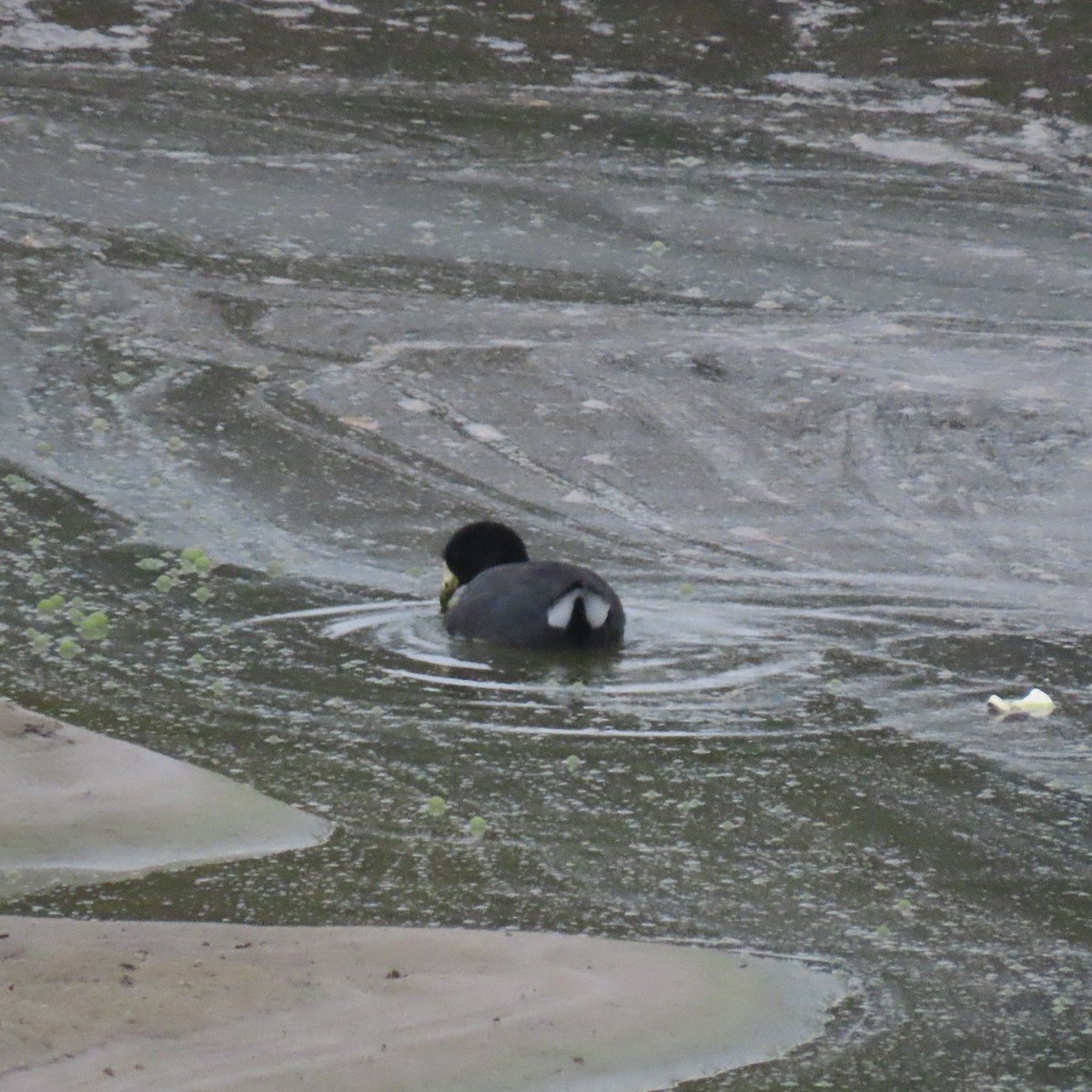 American Coot - ML644104980