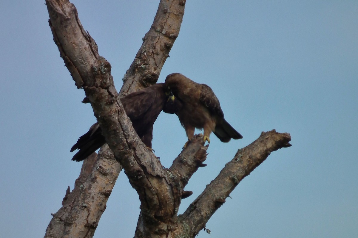 Wahlberg's Eagle - ML644104982