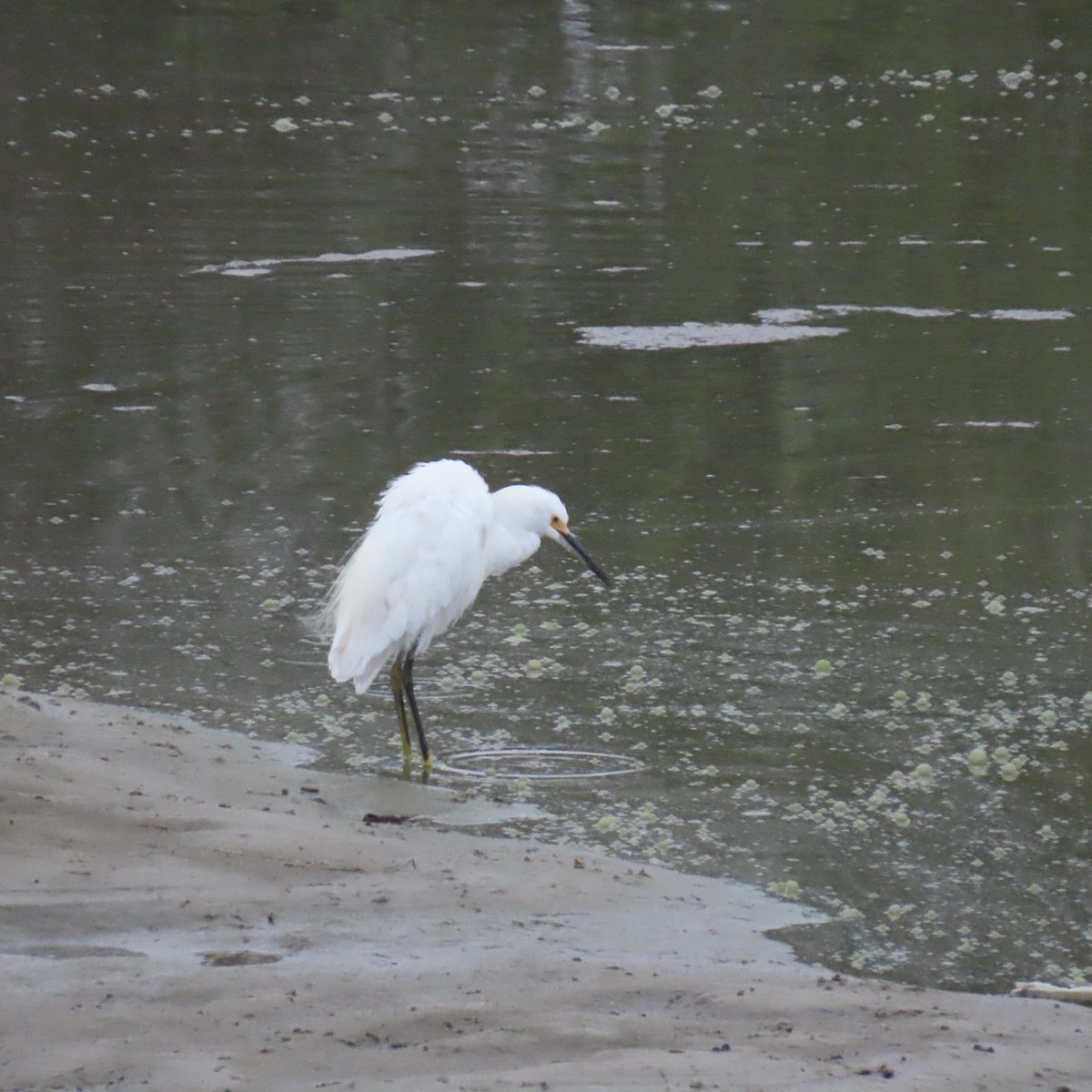 Snowy Egret - ML644104984