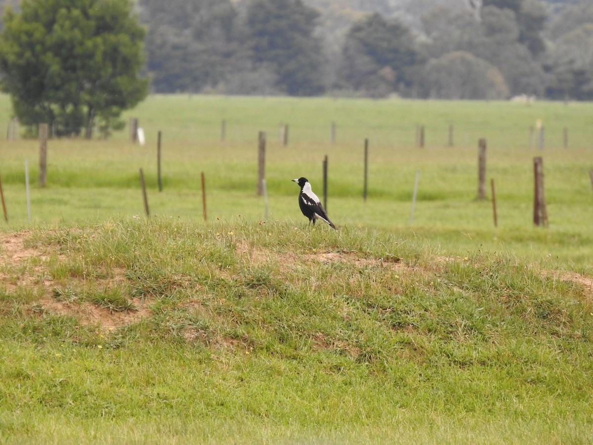 Australian Magpie - ML644104985