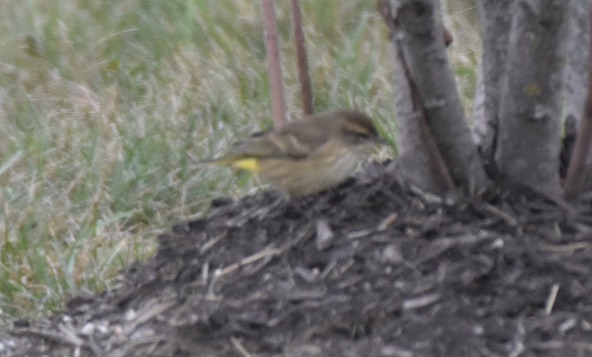 Palm Warbler - ML644104986