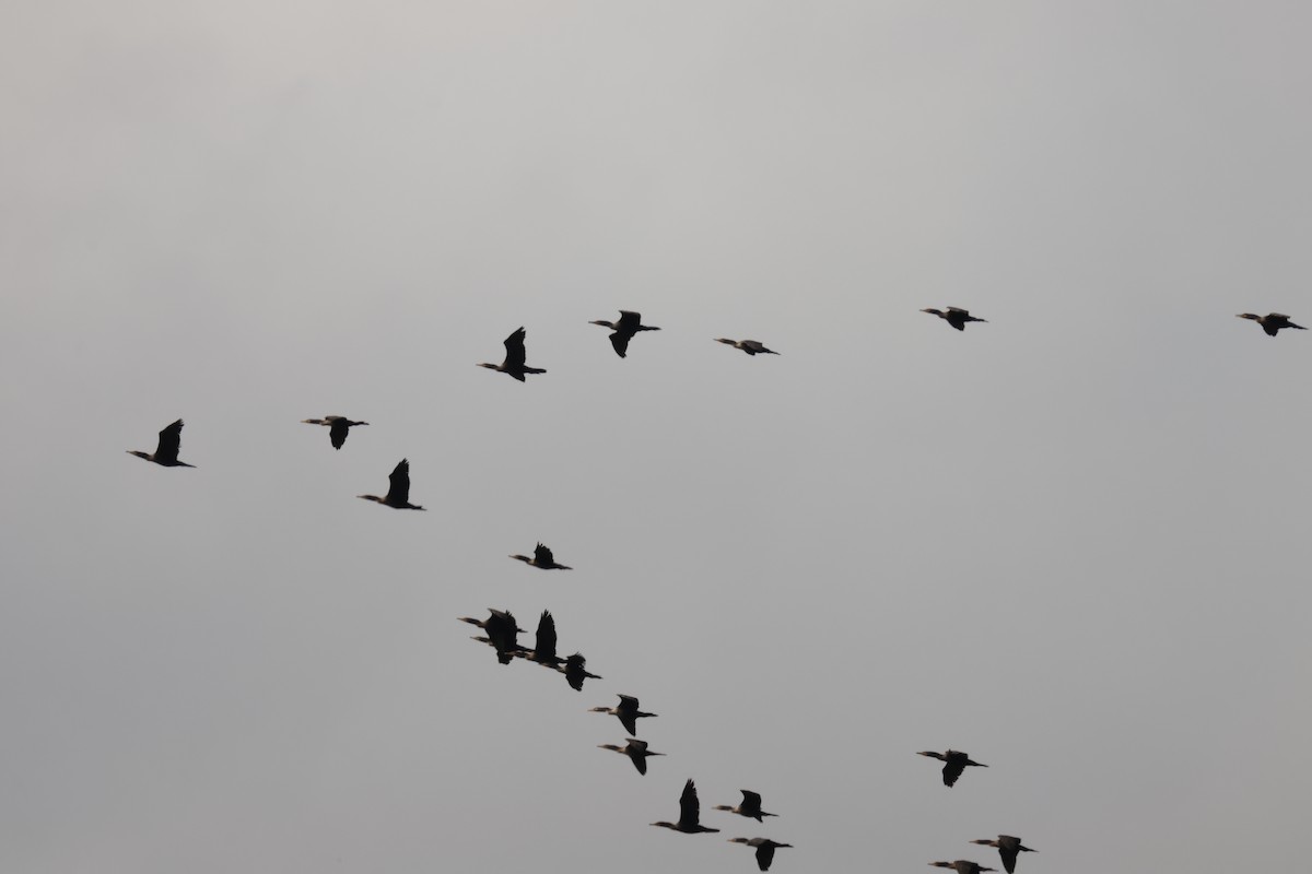 Double-crested Cormorant - ML644104989