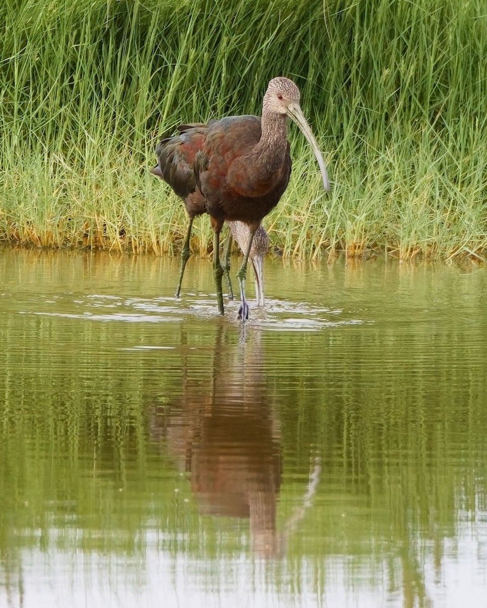 White-faced Ibis - ML644104997