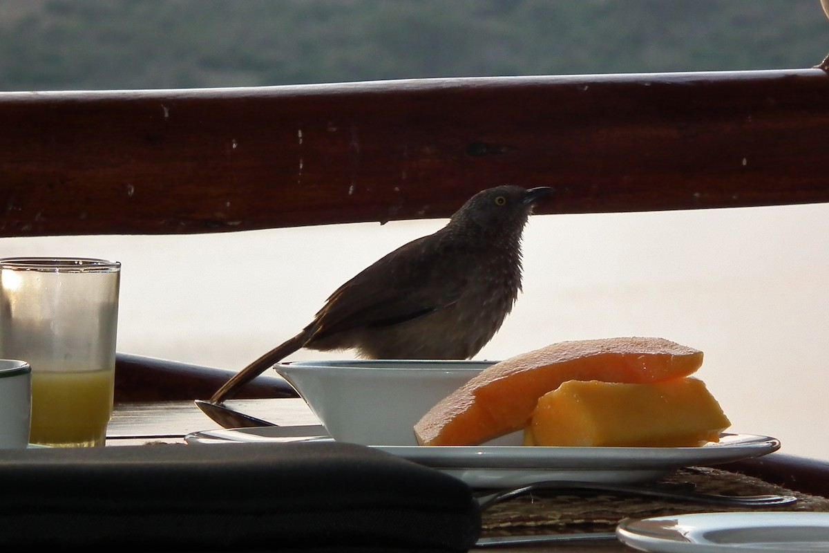 Brown Babbler - ML644105006