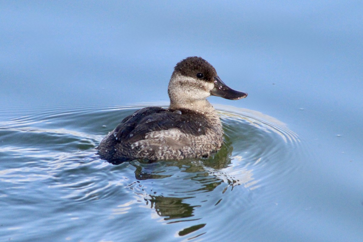 Ruddy Duck - ML644105017