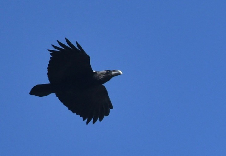 White-necked Raven - ML644105018