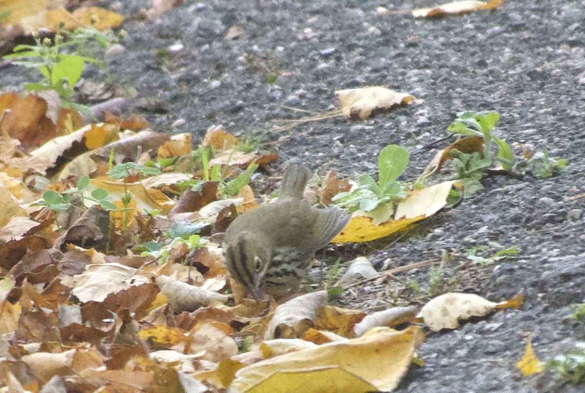カマドムシクイ - ML644105032