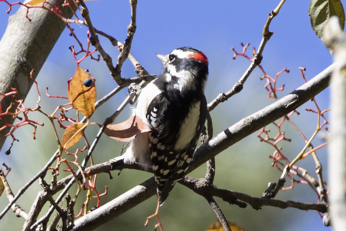 strakapoud osikový - ML644105035