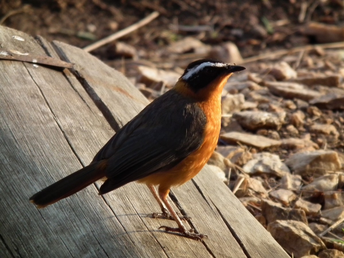 White-browed Robin-Chat - ML644105041