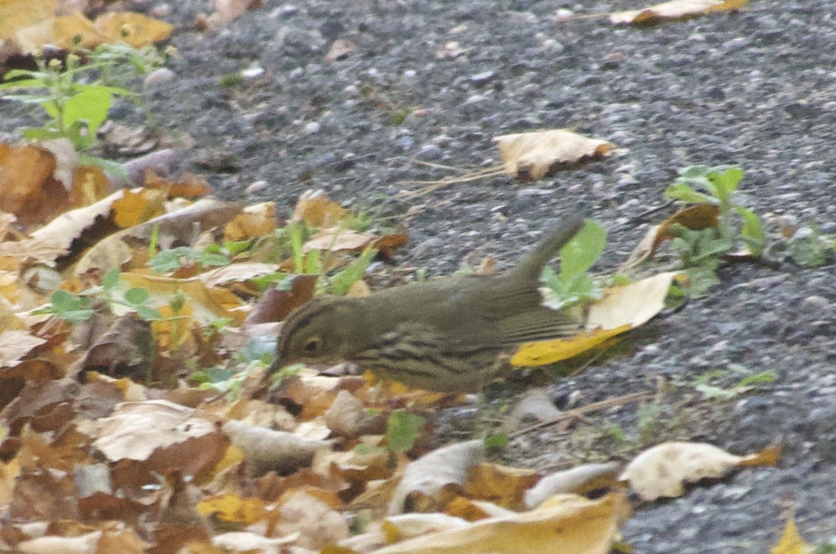 カマドムシクイ - ML644105051