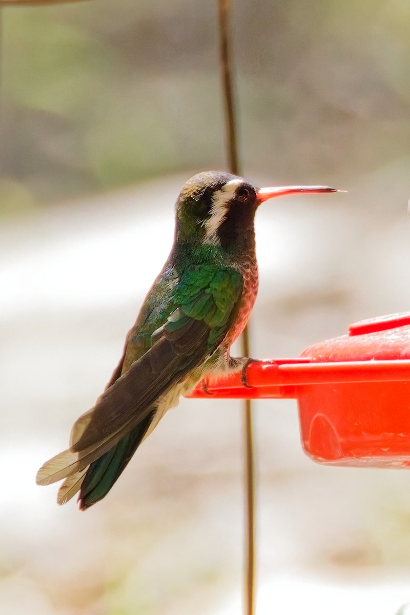 White-eared Hummingbird - ML644105062