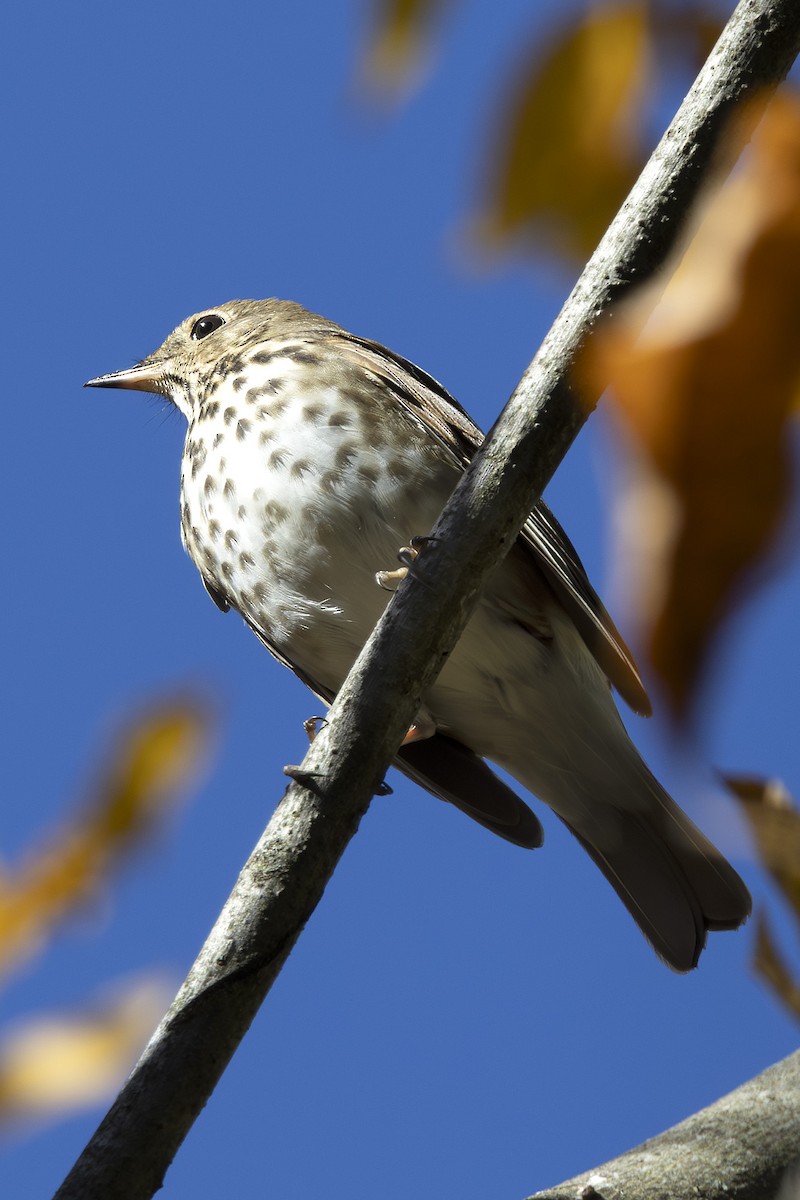 drozd rezavoocasý - ML644105067