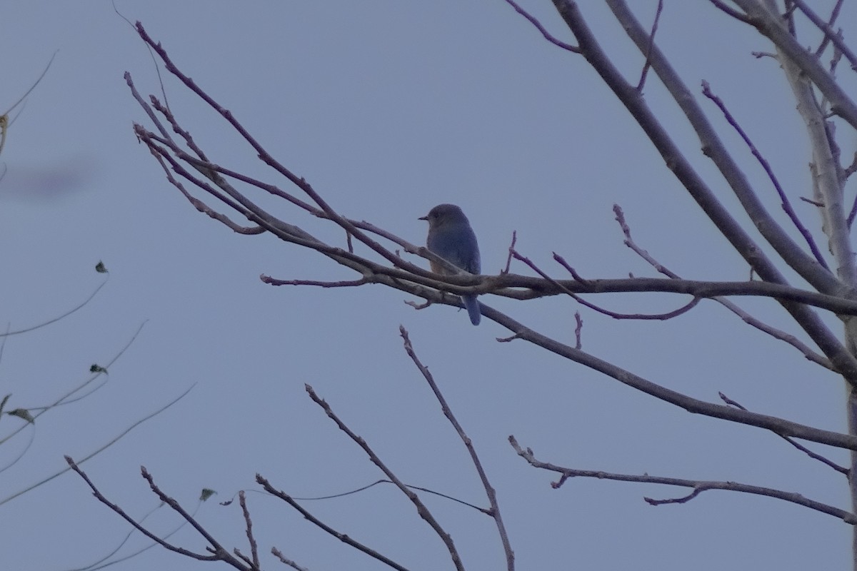 Eastern Bluebird - ML644105075