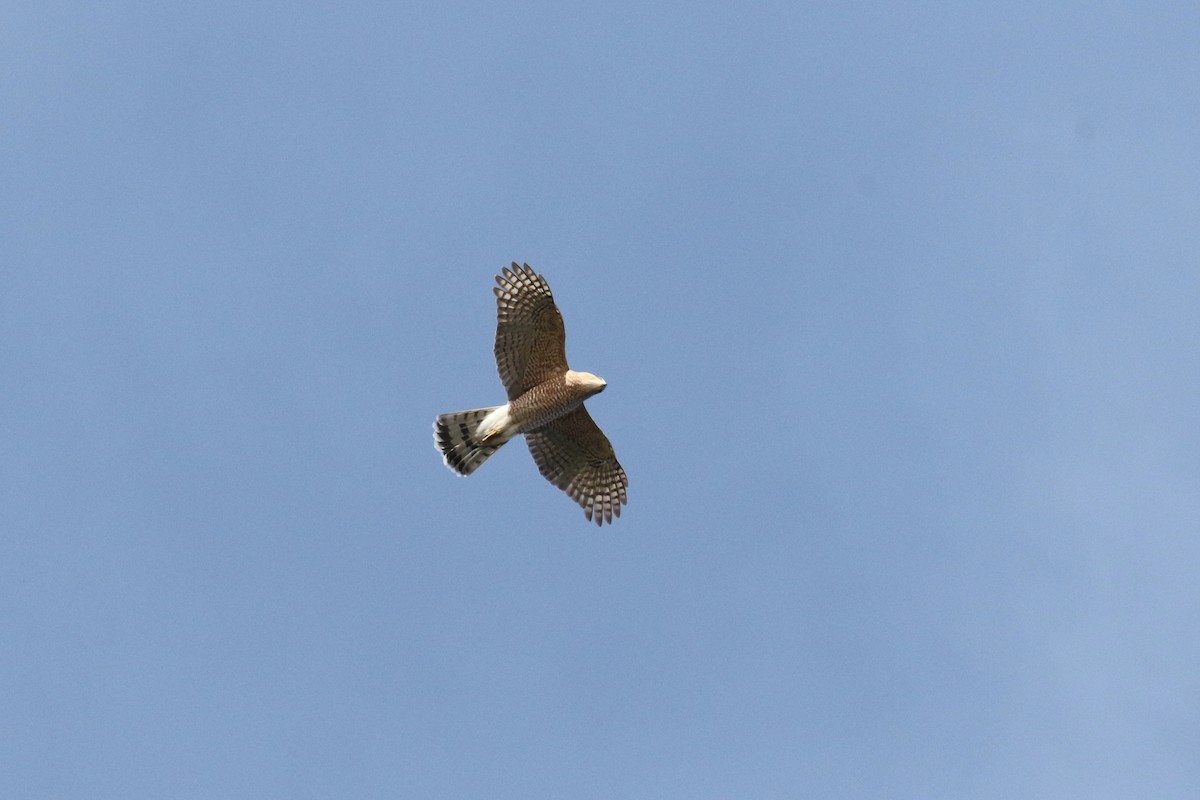 Яструб чорноголовий - ML644105076