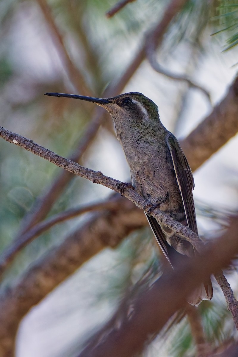 Blue-throated Mountain-gem - ML644105103